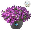 Bild von HP27 Petunia Circus sky